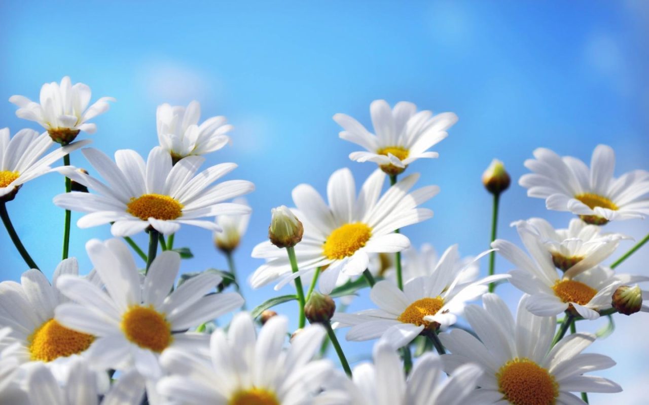 Bellis-perennis-o-Margarita-1280x800.jpg